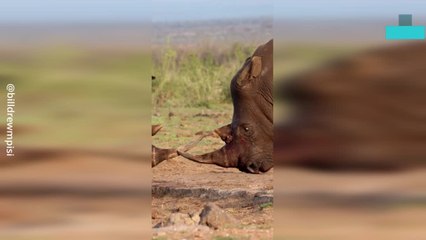 Two Rhinos Clash in Brutal Battle for Dominance