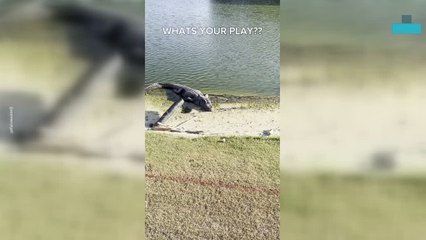 Golf Ball Rolls Up to Massive Alligator