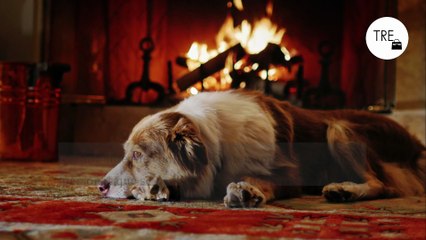 Qué hago con mi perro si me voy de viaje esta Navidad: cuatro alternativas para que esté bien cuidado y atendido