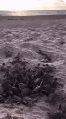 Saving the Sea Turtles' Nesting Grounds in Palm Beach, Florida