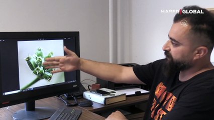 Van'daki yeni bir bitki türü keşfedildi