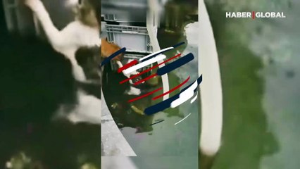 Cesur köpek kediyi kurtardı, sosyal medyada viral oldu