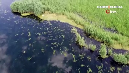 Ağrı Dağı Milli Parkı yosun tutmaya başladı! Canlılar zor anlar yaşıyor