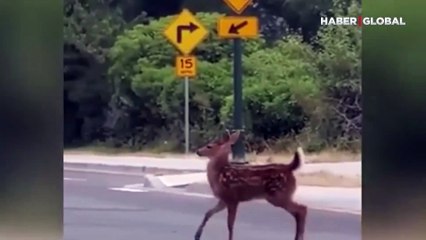 Kamerayı fark eden yavru ceylan yürüyüşünü değiştirdi: Sosyal medyada viral oldu
