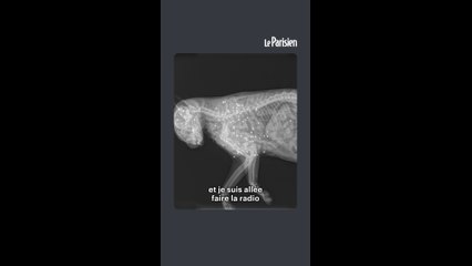 Elle retrouve son chat mort avec 86 plombs dans le corps