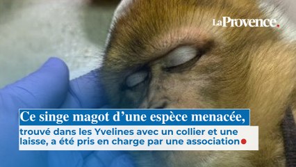 Ce singe magot d’une espèce menacée, trouvé avec un collier et une laisse, a été pris en charge par association