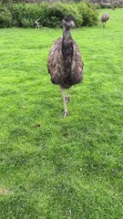 Australian emu bird 🦅