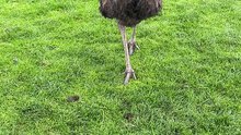 Australian emu bird 🦅