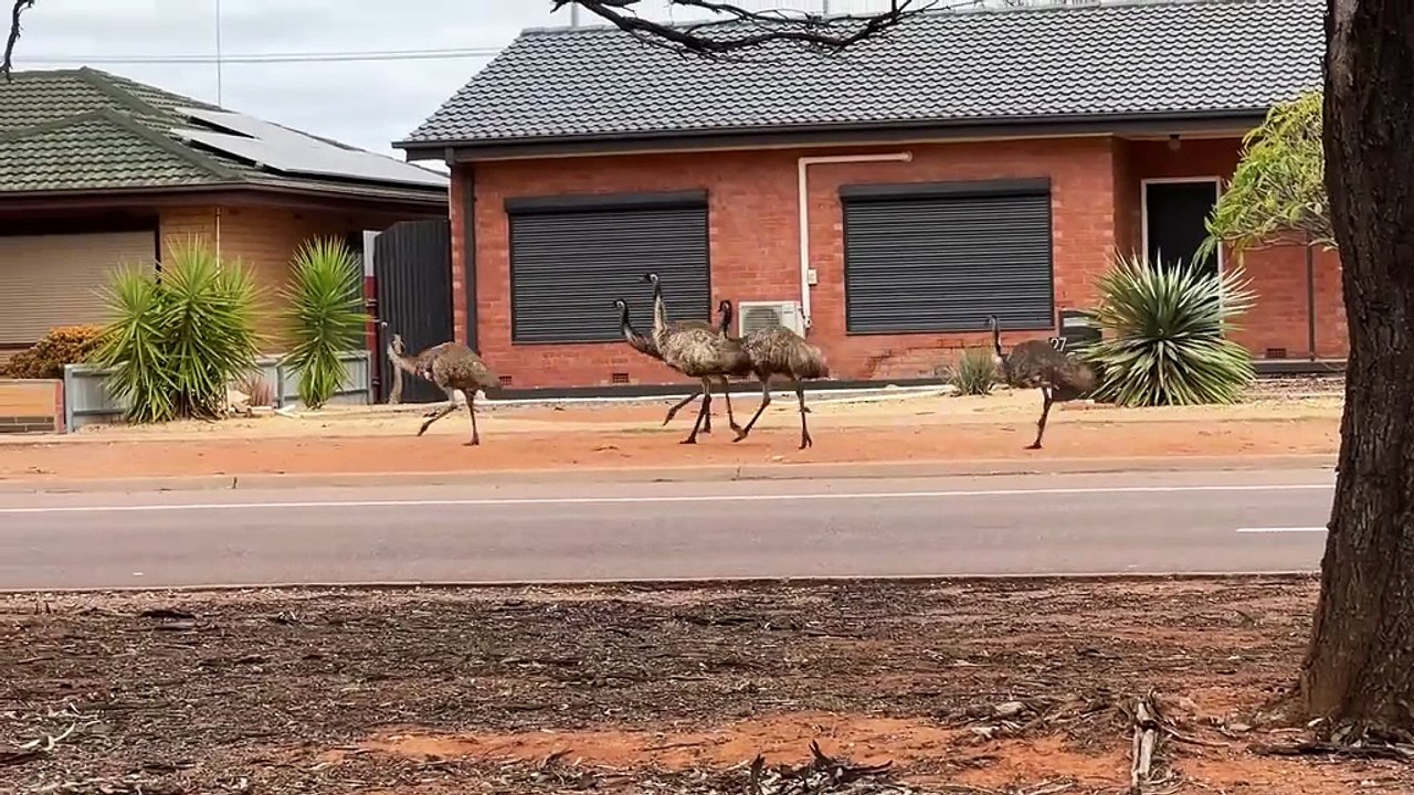 Emu birds arriving Australia 🇦🇺