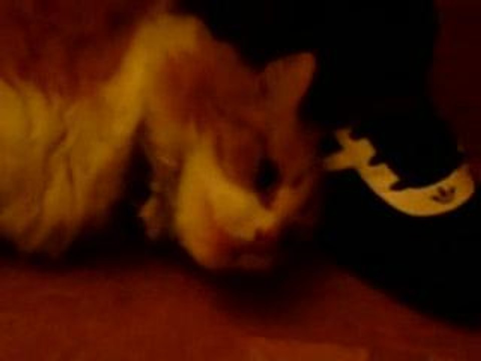 Simba fighting