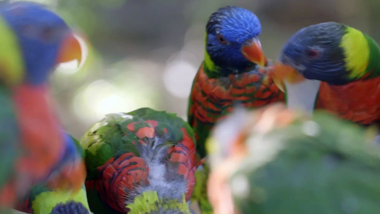 A Beautiful Look at Lorikeets Feeding on Nectar.mp4