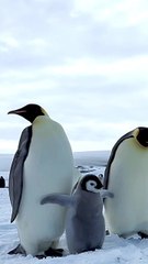 Wildlife photographer captures adorable emperor penguins