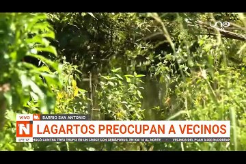 LAGARTOS PREOCUPAN A VECINOS