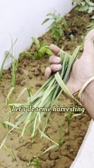 First Harvest of Garlic Greens from My Terrace Garden 🌱🧄