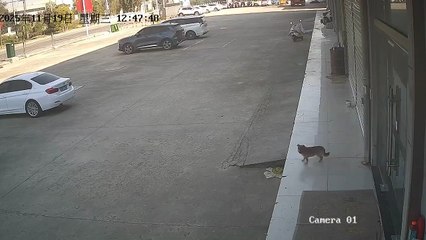 Retour de baton pour ce gars qui chasse un chien