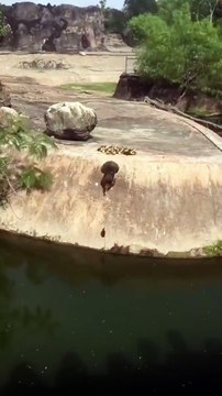 Petit bain pour tous ces canetons... adorable
