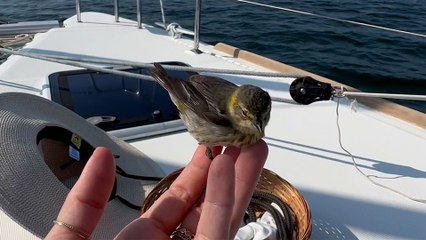 Little Land Bird Surprises Woman In The Middle Of The Ocean