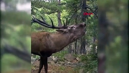 Ormanın sessizliğini böldü! Kızılgeyik fotokapana böyle yansıdı