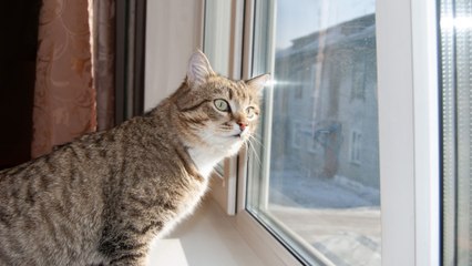 Tribunal prohíbe a un gato salir de su casa: el inusual caso que sorprende a Francia