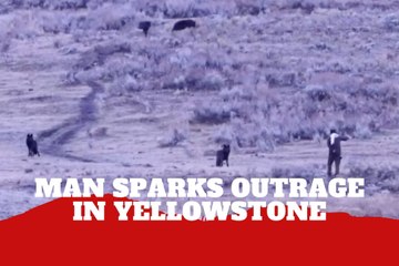 Man causes outrage after approaching wild wolves at Yellowstone