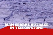 Man causes outrage after approaching wild wolves at Yellowstone