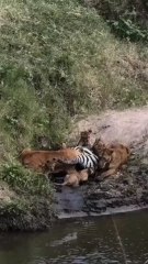 Lioness vs Croc over a zebra — wild showdown! 🦁⚡🦓