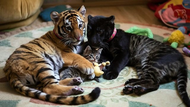 💖Petit tigre mignon, un chaton et un bébé panthère noire ❤️❣️✨💖💥#CuteAnimals #Wildlife #AnimalVideos💥ABONNES-TOI STP🙏💖 MERCI 🙏💖💥