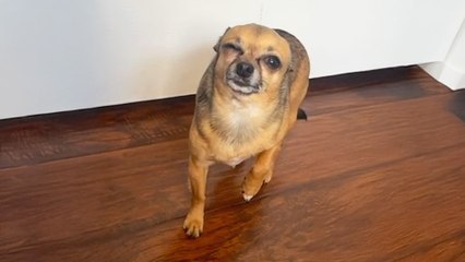 Chihuahua Fakes Injuries To Keep Mom Home