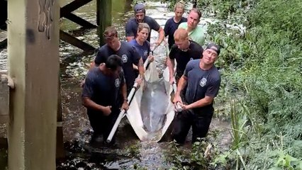 People Rescue 500-Pound Dolphin Stranded Miles Away From Ocean