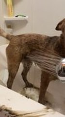 Dog Gives Cutest Look When Person Puts Water on Them for Their Clean Up