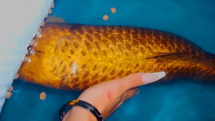 Woman Rescues Koi Fish From Disgusting Shallow Pond