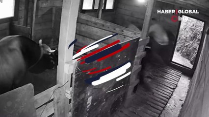 Artvin’de kızgın boğa sahibini hastanelik etti