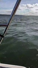 Foca escapa a orcas ao subir à popa de barco