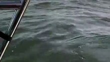 Foca escapa a orcas ao subir à popa de barco