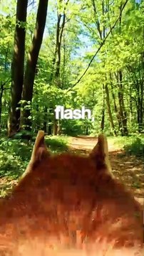 Rico the Fox and the Whispering Shoes