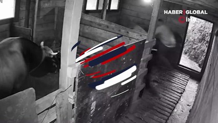 Artvin’de kızgın boğa sahibini hastanelik etti