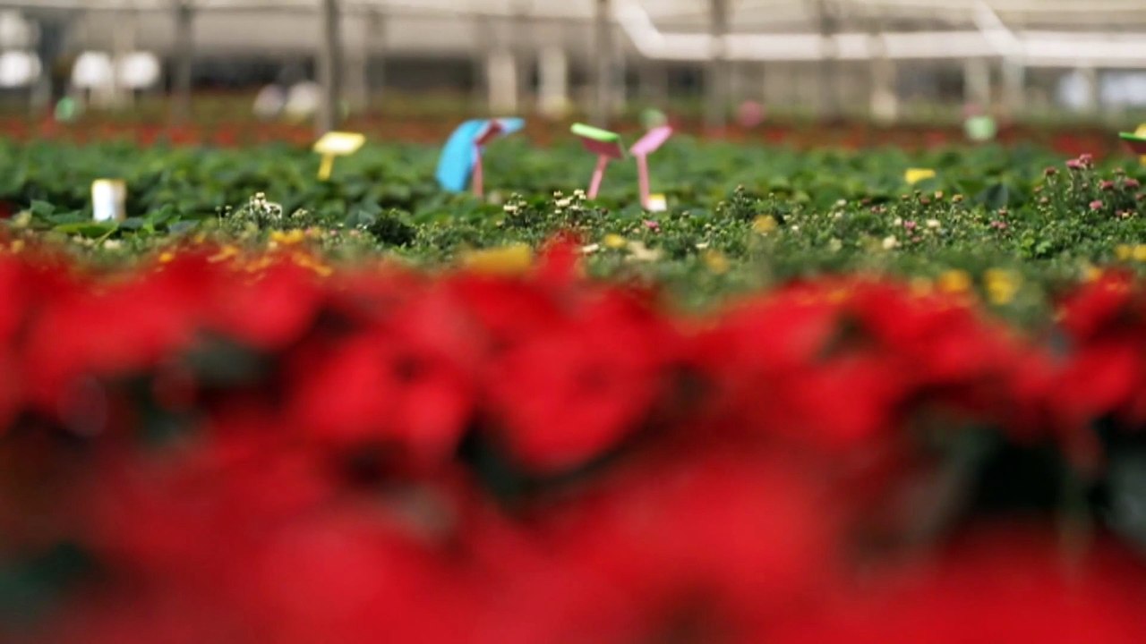 Farmers increasingly using ‘good bugs’ to combat pests in crops