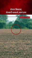 शेती कामासाठी शेतात आले, पण शेतकरी भयभीत का?