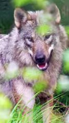 Der ungewollte Partner - Holen Sie sich ShortMax f�r die ganze Folge