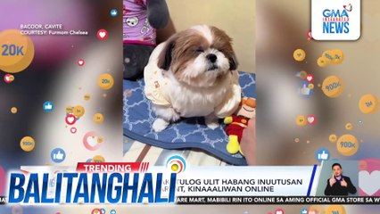 Alagang aso na nakatulog ulit habang inuutusan ng kaniyang fur parent, kinaaaliwan online | Balitanghali