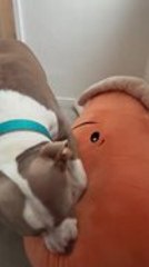 Man Brings Giant Carrot Toy, and Dog Excitedly Starts Playing