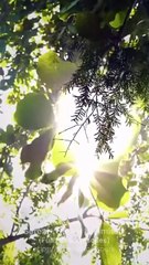 Fleeing Husband Please Love Me All Over Again Full Movies English Sub