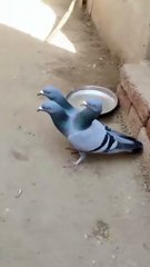3-Headed Pigeon?! Viral Video Sparks Debate: Miracle or Optical Illusion?