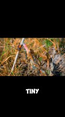 This Animal Can Freeze Itself and Come Back to Life