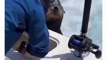 Seal demand bigger fish from fisherman