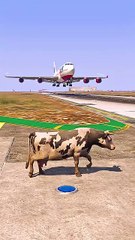 During The Landing of The Plane, A Cow Emerged | Grand Theft Auto V ||