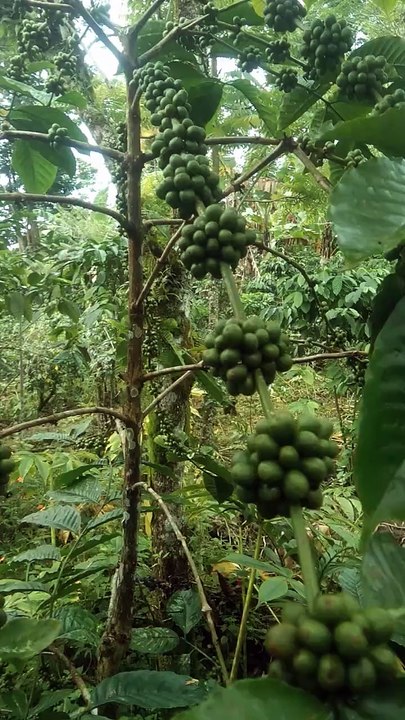 kopi rebusta
