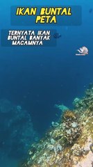 "Turns out there are many types of pufferfish, this is a map pufferfish.