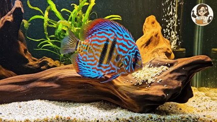 [Truyện Audio - Full] THIÊN KIM GIẢ NHẬN NUÔI THIÊN KIM THẬT