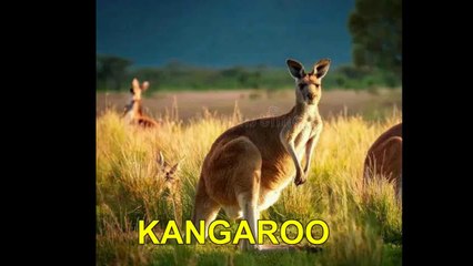 ´´ KANGAROO ´´  ( LEO BENNINK & THE NEW YORK RAPPERS (USA)  R&B /SOUL/FUNK/ROCK / HIP-HOP / RAP ) REMIX  21 11 2025
